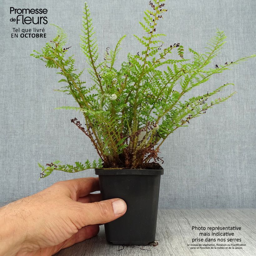 Spécimen de Aspidie à cils raides Proliferum Wollastonii - Polystichum setiferum  Godet de 8/9 cm tel que livré en automne