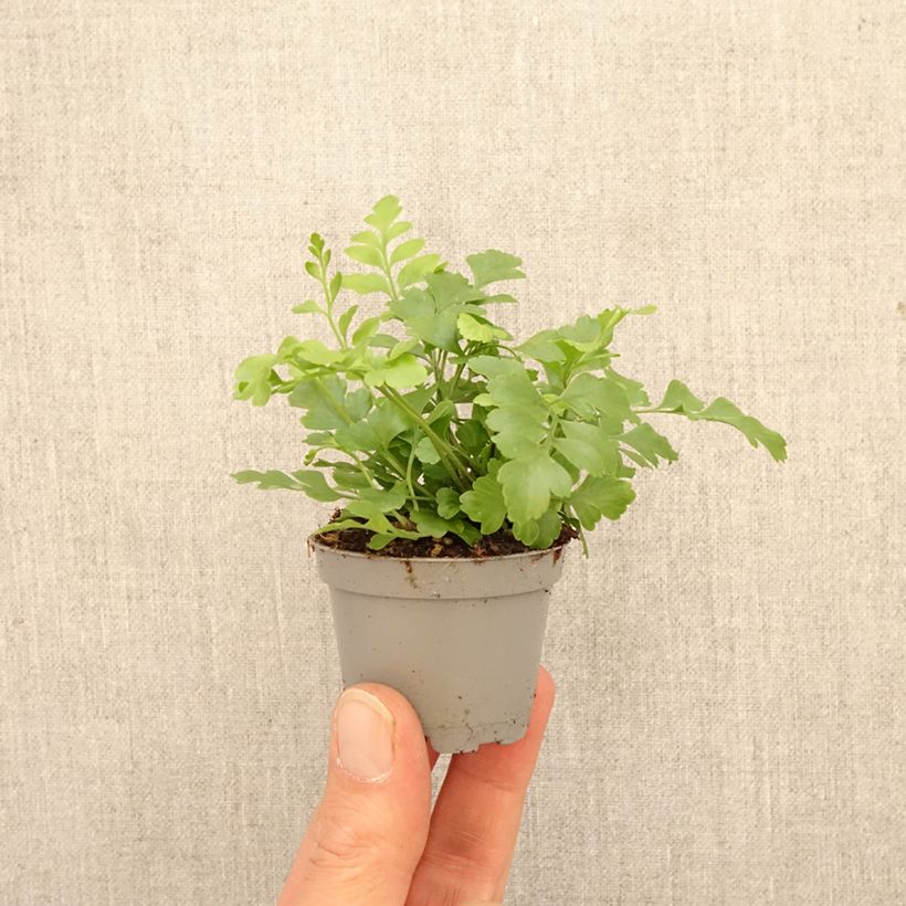 Spécimen de Asplenium Parvati - Fougère Mini-plante tel que livré au printemps