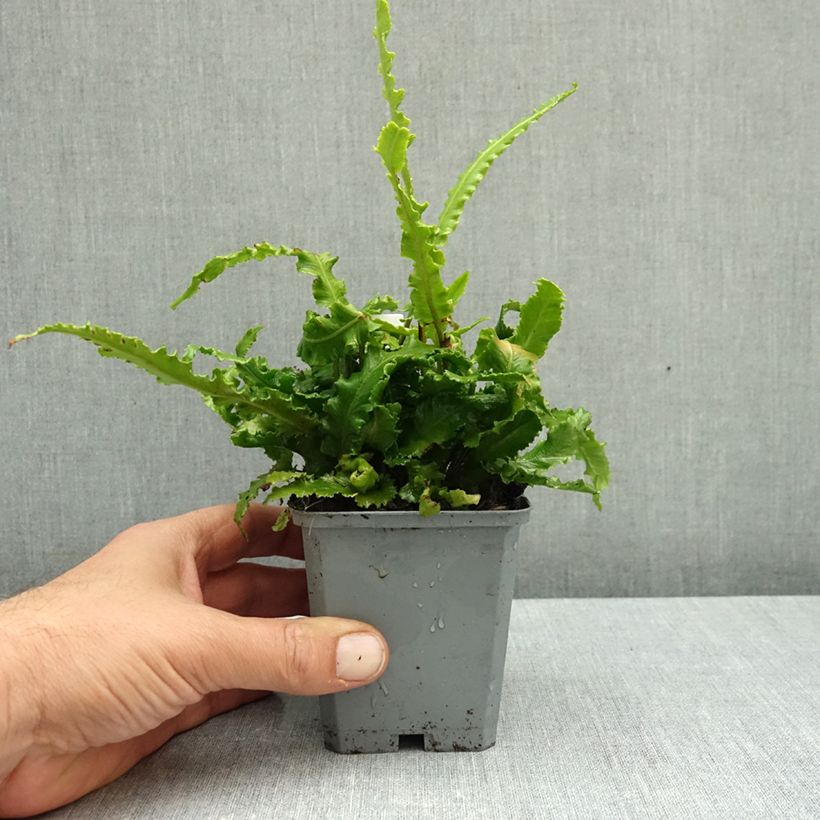 Spécimen de Asplenium scolopendrium Angustifolia - Fougère scolopendre Godet de 8/9 cm tel que livré en automne