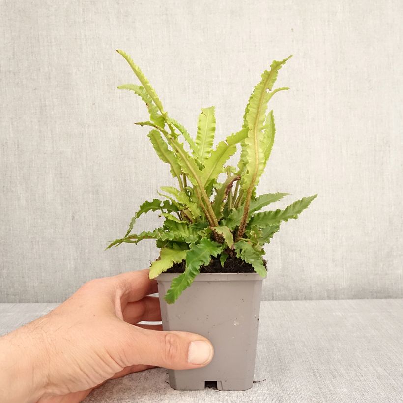 Spécimen de Asplenium scolopendrium Angustifolia - Fougère scolopendre Godet de 8/9 cm tel que livré au printemps