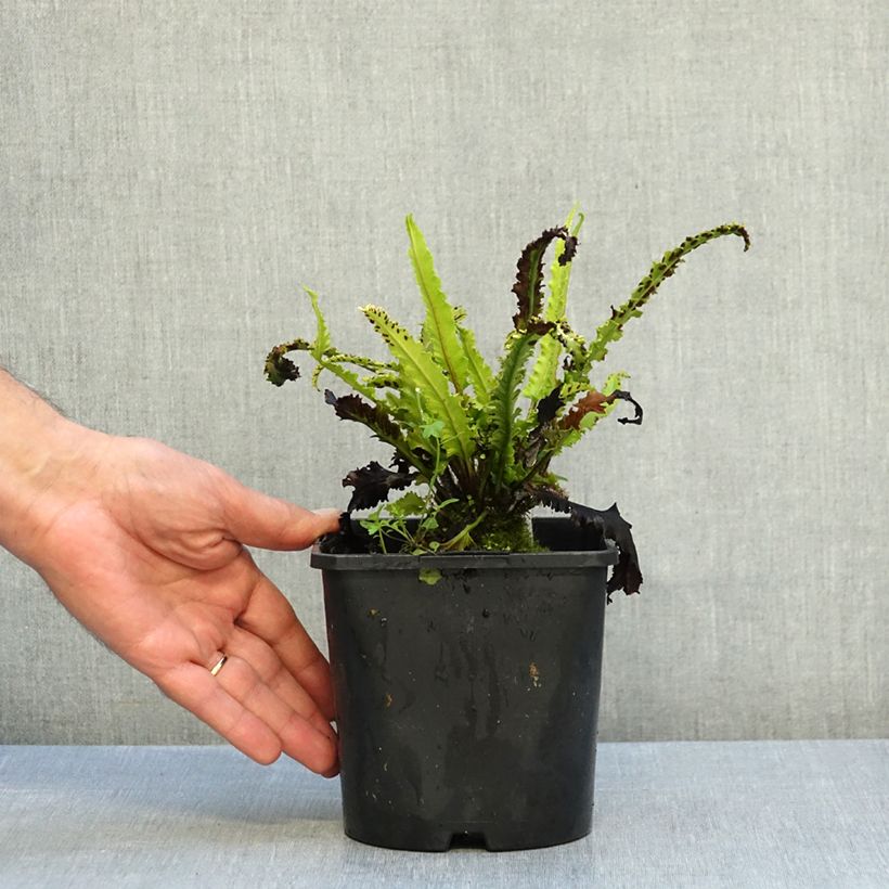 Spécimen de Asplenium scolopendrium Angustifolia - Fougère scolopendre Pot de 2L/3L tel que livré en automne