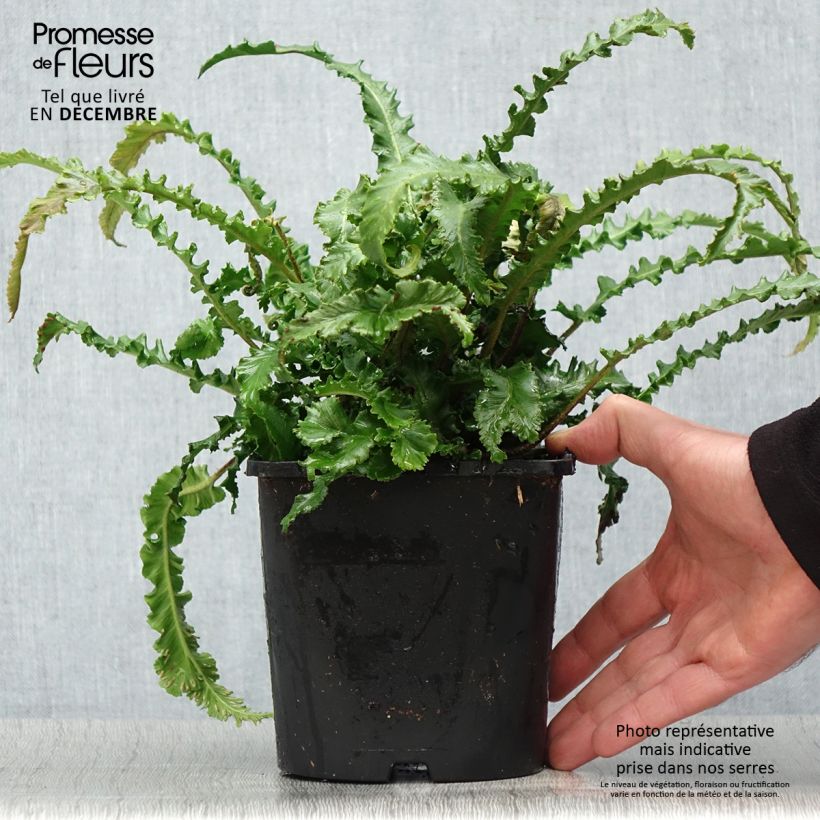 Spécimen de Asplenium scolopendrium Angustifolia - Fougère scolopendre Pot de 2L/3L tel que livré en hiver