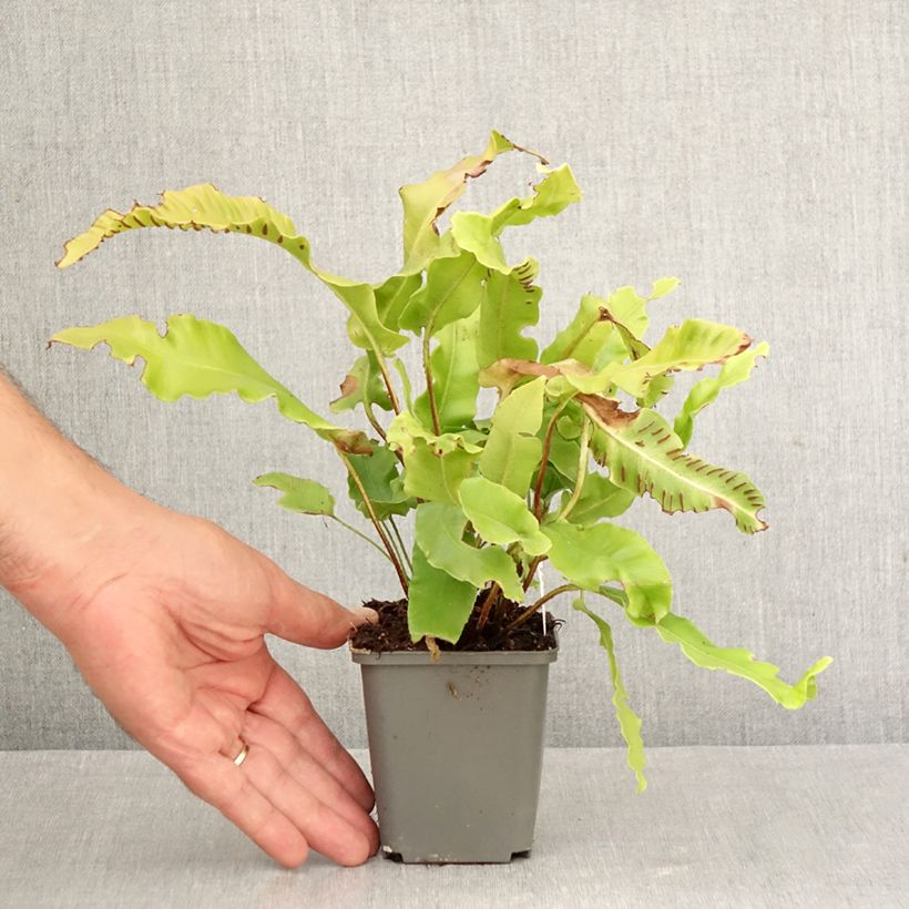 Spécimen de Asplenium scolopendrium Bolton’s Nobile - Fougère scolopendre Godet de 8/9 cm tel que livré en automne