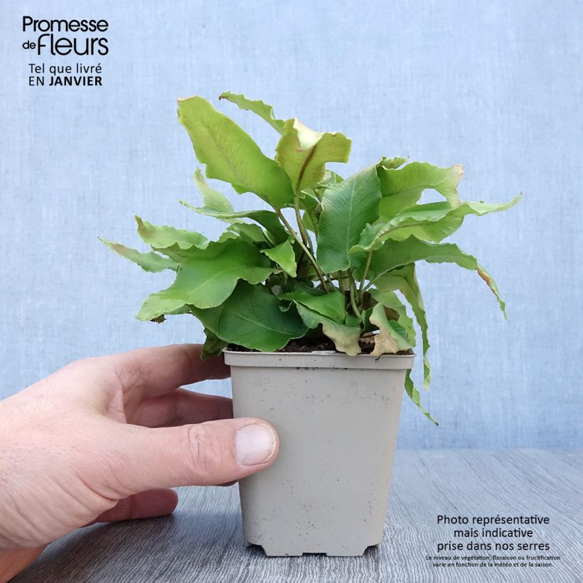 Spécimen de Asplenium scolopendrium Bolton’s Nobile - Fougère scolopendre Godet de 8/9 cm tel que livré en hiver