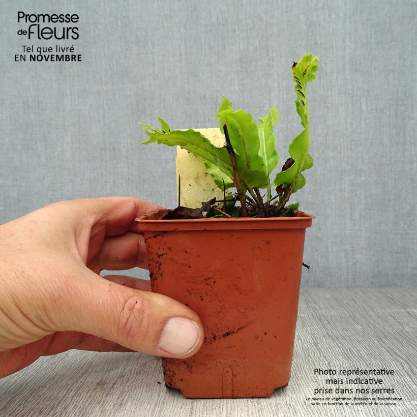 Spécimen de Asplenium scolopendrium Cristatum Group - Fougère scolopendre Godet de 8/9 cm tel que livré en automne