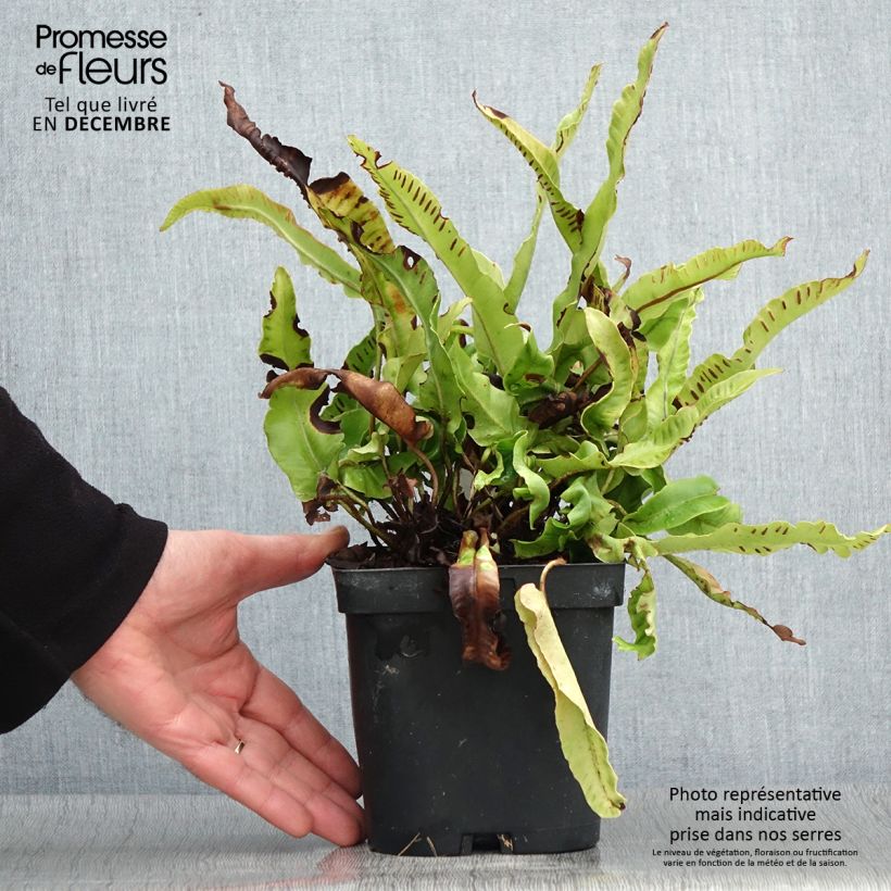 Spécimen de Asplenium scolopendrium Cristatum Group - Fougère scolopendre Pot de 2L/3L tel que livré en automne
