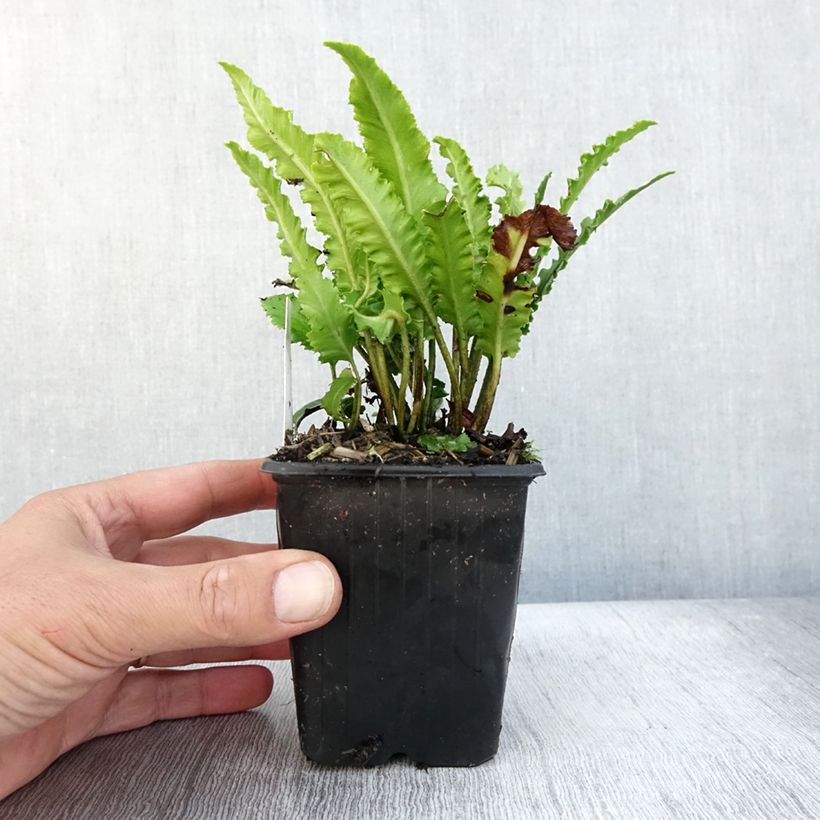 Spécimen de Asplenium scolopendrium Undulatum Angustatum - Fougère scolopendre Godet de 8/9 cm tel que livré en automne