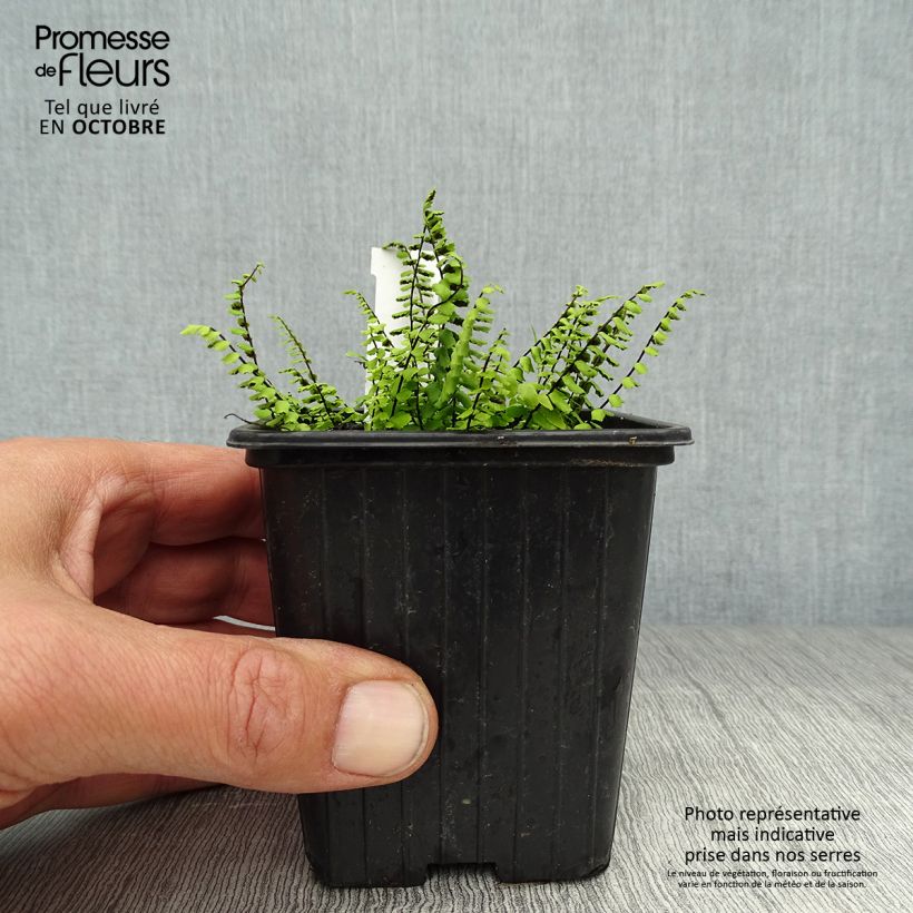 Spécimen de Asplenium trichomanes - Fougère, Fausse capillaire Godet de 8/9 cm tel que livré en automne