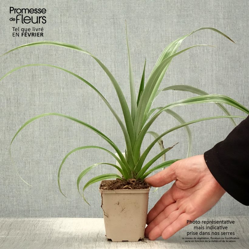 Spécimen de Astelia chathamica Silver Shadow Godet de 8/9 cm tel que livré en hiver