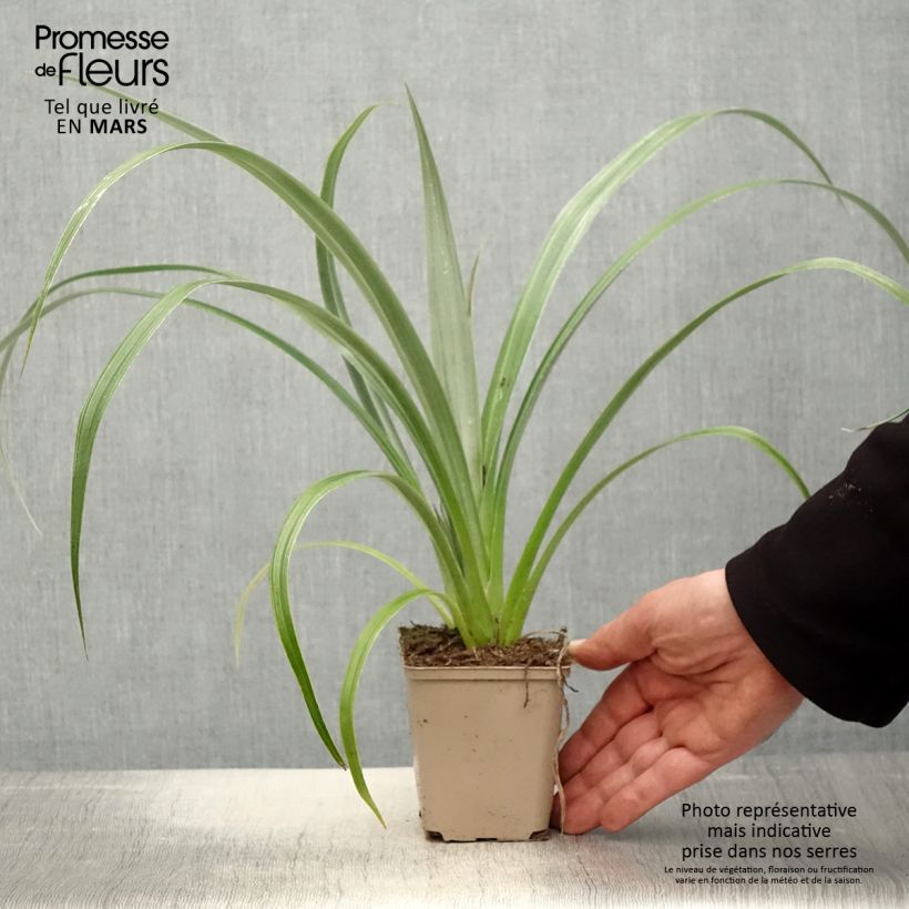 Spécimen de Astelia chathamica Silver Shadow Godet de 8/9 cm tel que livré au printemps