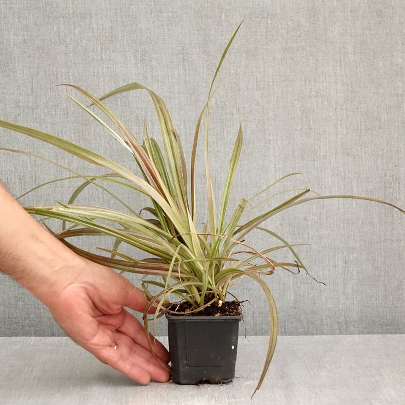 Spécimen de Astelia nervosa Westland Godet de 8/9 cm tel que livré en automne