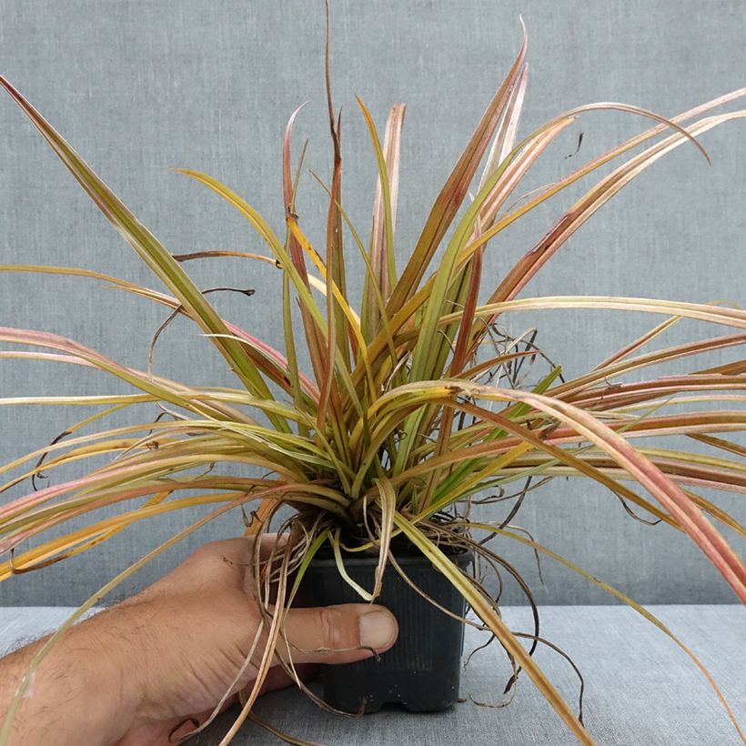 Spécimen de Astelia nervosa Westland Godet de 8/9 cm tel que livré en été