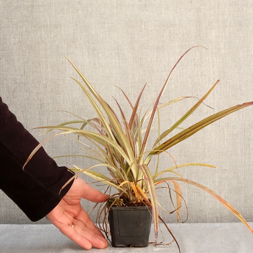 Spécimen de Astelia nervosa Westland Godet de 8/9 cm tel que livré en hiver