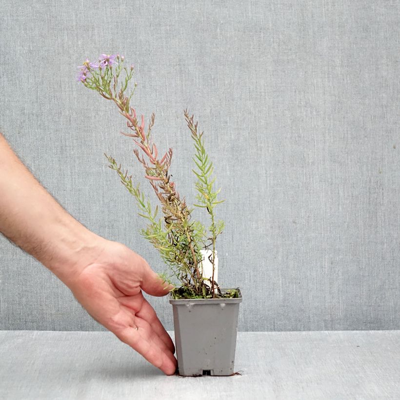 Spécimen de Aster à feuilles de sedum - Aster sedifolius Godet de 8/9 cm tel que livré en automne