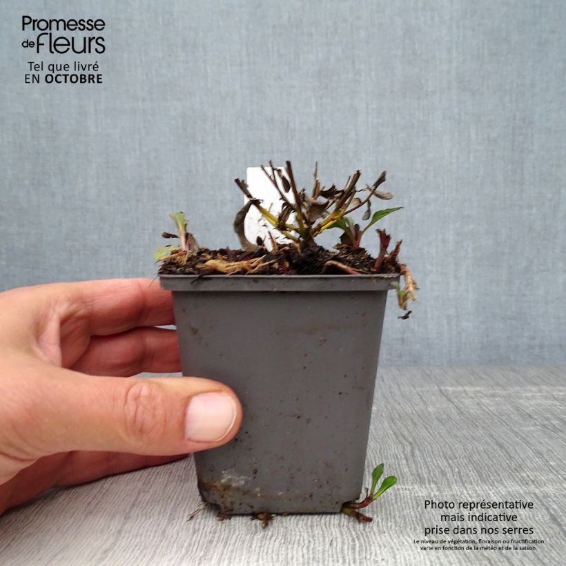 Spécimen de Aster ageratoides Adustus Nanus - Aster nain d'été Godet de 8/9 cm tel que livré en automne
