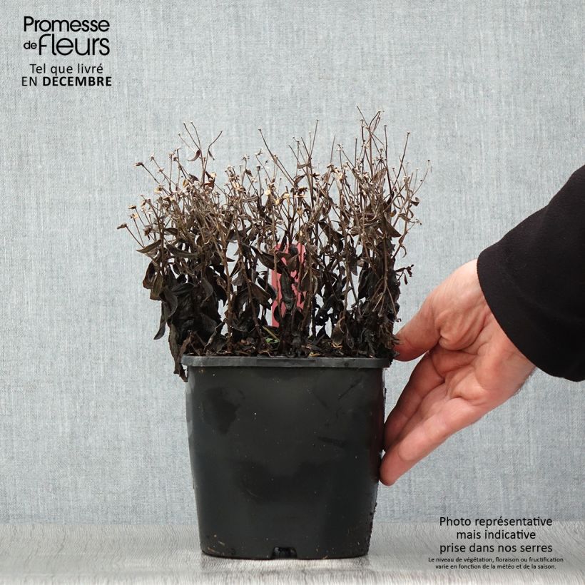 Spécimen de Aster ageratoides Adustus Nanus - Aster nain d'été Pot de 1,5L/2L tel que livré en hiver