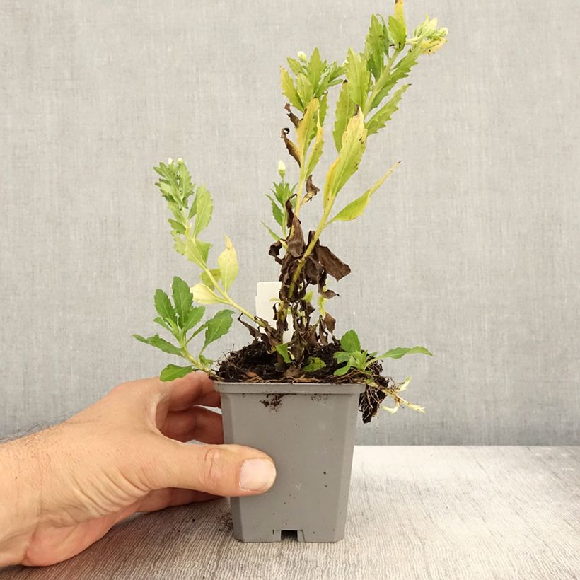 Spécimen de Aster ageratoides Ashvi - Aster d'automne blanc Godet de 8/9 cm tel que livré en automne