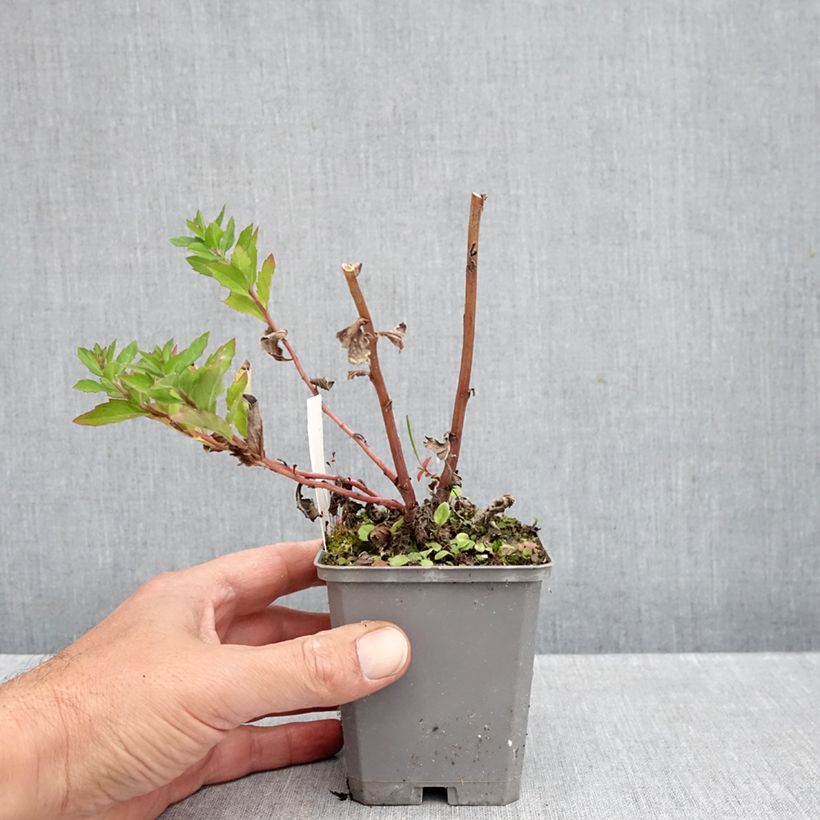 Spécimen de Aster ageratoides Asran - Aster grand d'automne Godet de 8/9 cm tel que livré en automne