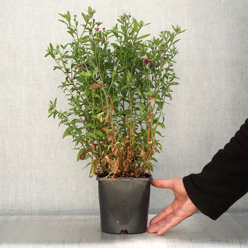 Spécimen de Aster ageratoides Ezo Murasaki Pot de 2L/3L tel que livré en automne