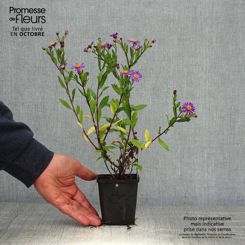 Spécimen de Aster ageratoides Ezo Murasaki Godet de 8/9 cm tel que livré en automne