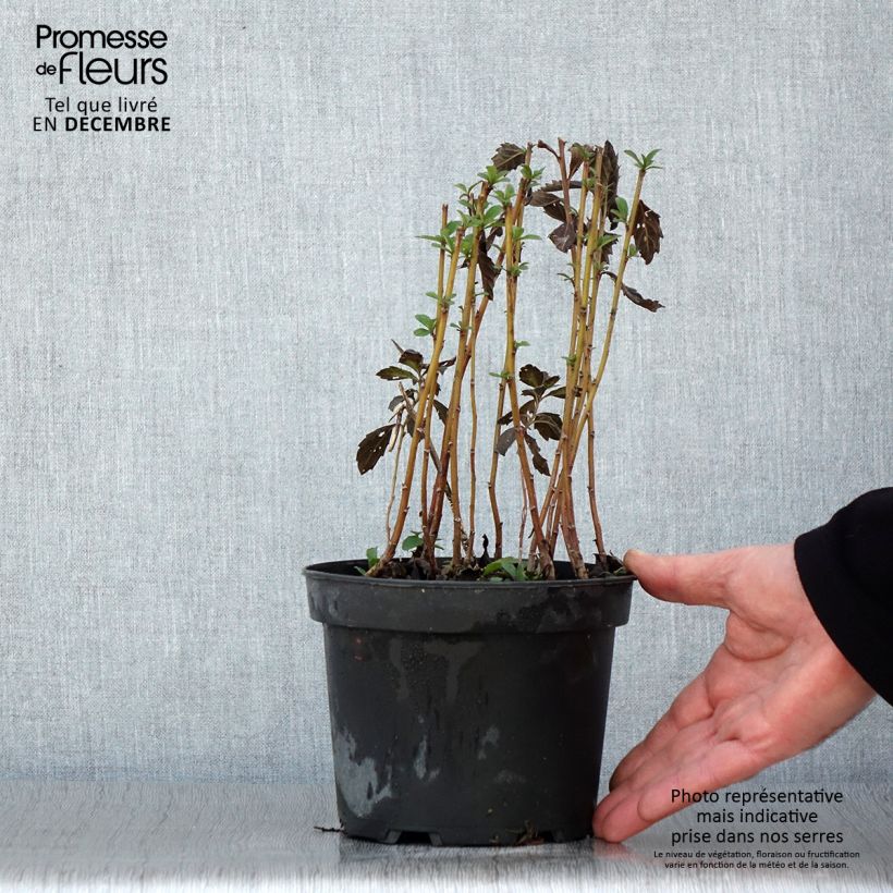 Spécimen de Aster ageratoides Stardust Pot de 2L/3L tel que livré en automne