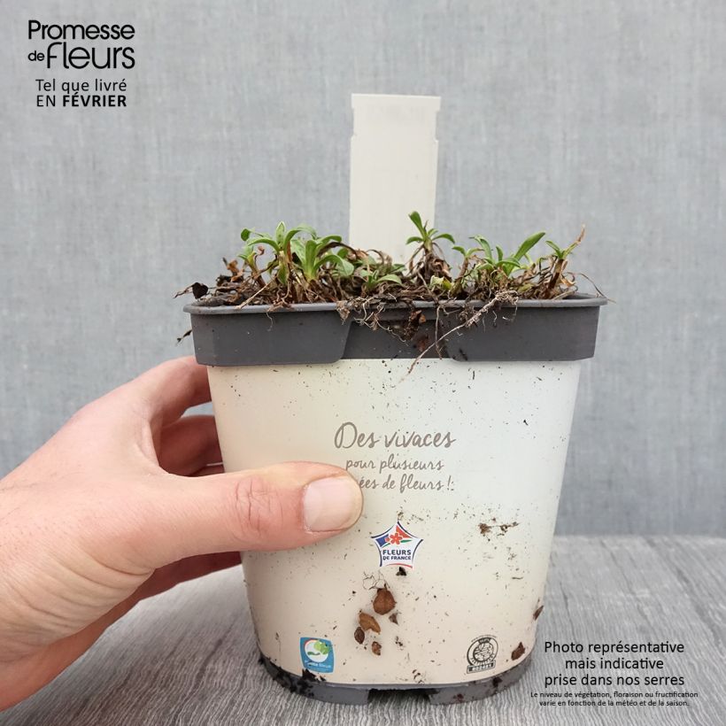 Spécimen de Aster alpinus Albus - Aster des Alpes blanc Pot de 2L/3L tel que livré en hiver