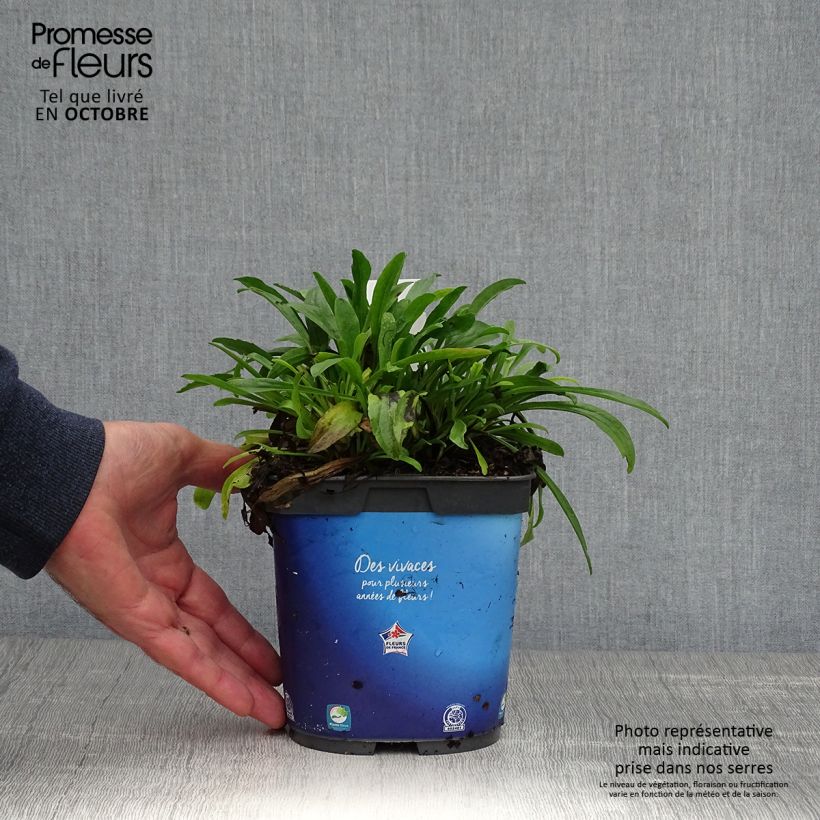 Spécimen de Aster alpinus Goliath - Aster des Alpes Pot de 2L/3L tel que livré en automne