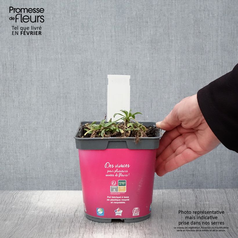 Spécimen de Aster alpinus Happy End - Aster des Alpes rose Pot de 2L/3L tel que livré en hiver