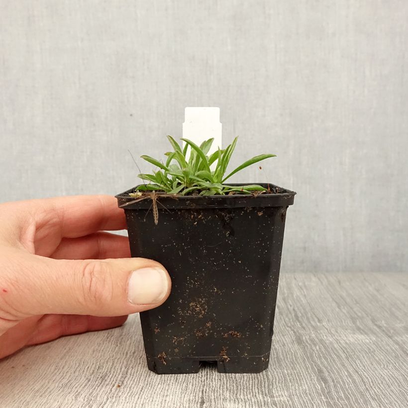 Aster alpinus Pinkie Maceta de 8/9 cm Ejemplar entregado en la primavera