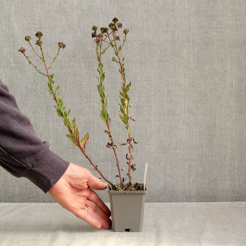 Spécimen de Aster amellus King George - Oeil du Christ Godet de 8/9 cm tel que livré en automne