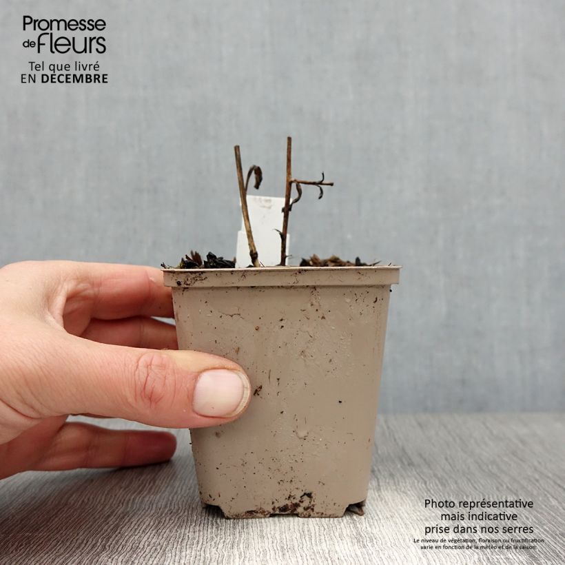 Spécimen de Aster amellus Sonora - Aster d'été Godet de 8/9 cm tel que livré en hiver