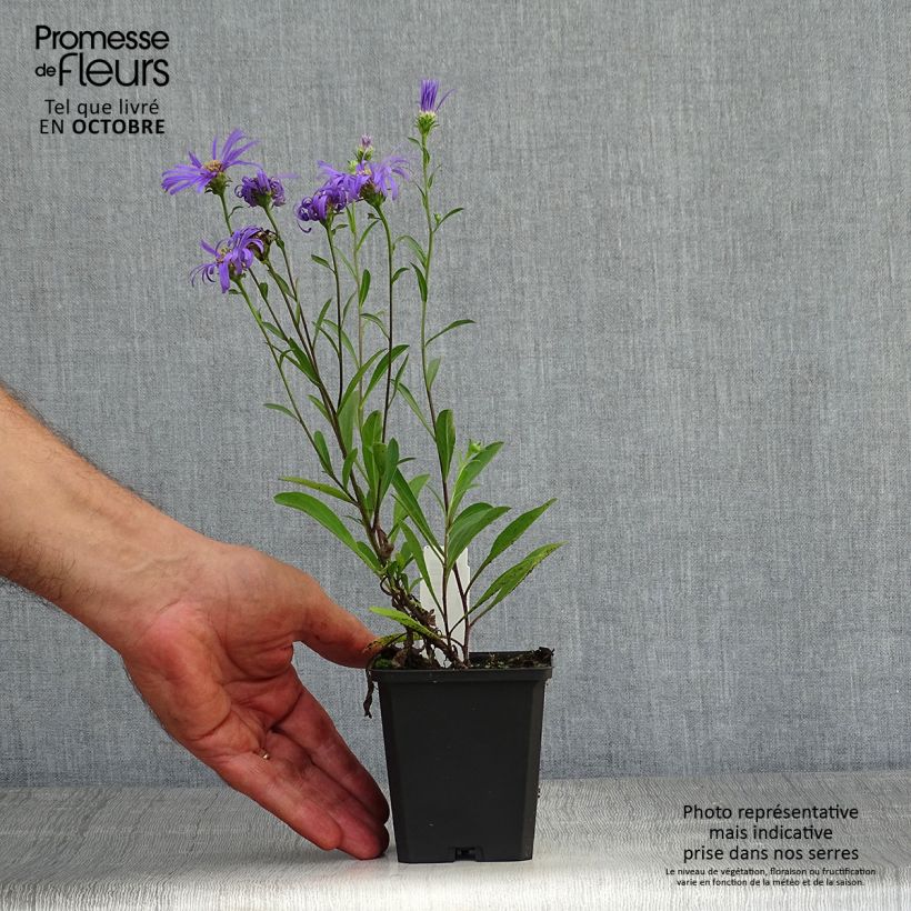 Spécimen de Aster amellus Veilchenkönigin Violet Queen - Aster d'automne Godet de 8/9 cm tel que livré en automne