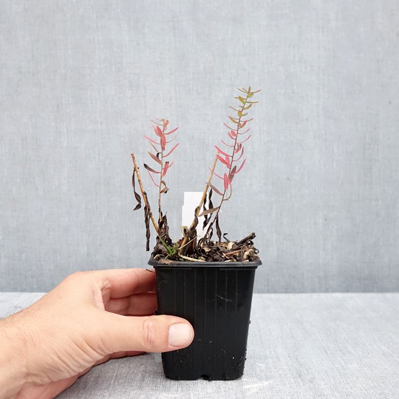 Spécimen de Aster amethystinus Kylie Godet de 8/9 cm tel que livré en automne