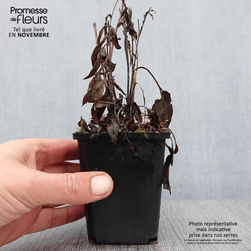 Spécimen de Aster azureus Godet de 8/9 cm tel que livré en automne