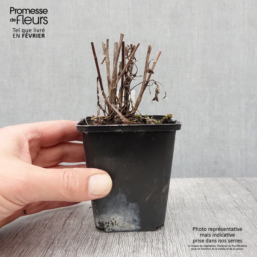 Spécimen de Aster azureus Godet de 8/9 cm tel que livré en hiver