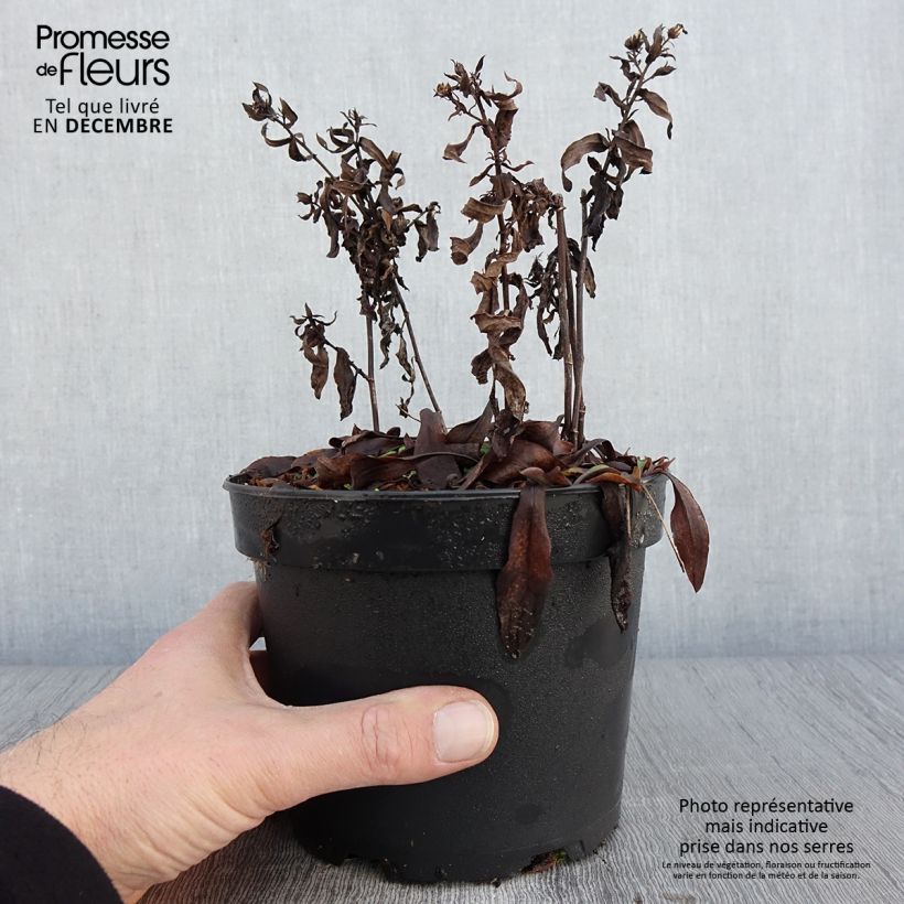 Spécimen de Aster dumosus Anneke - Aster nain Pot de 1,5L/2L tel que livré en automne