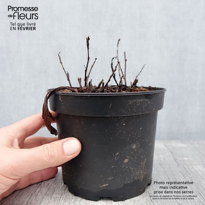 Spécimen de Aster dumosus Anneke - Aster nain Pot de 1,5L/2L tel que livré en hiver