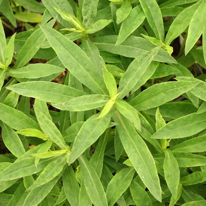 Aster dumosus Anneke - Aster nain (Feuillage)