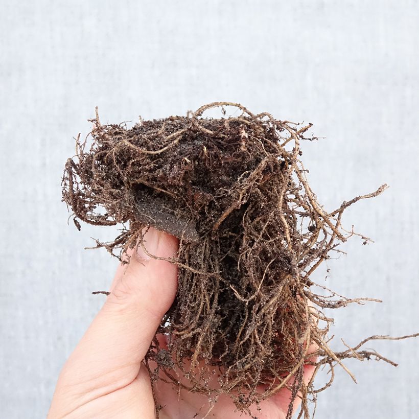 Spécimen de Aster dumosus Anneke - Aster nain Racines nues tel que livré en hiver