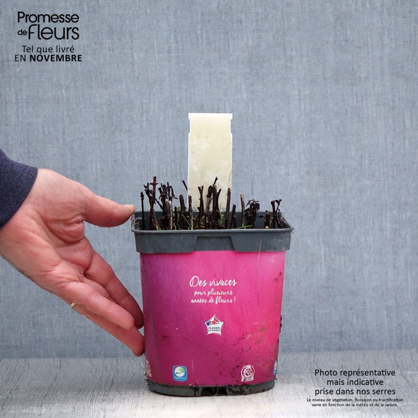 Spécimen de Aster dumosus Bahamas - Aster nain Pot de 2L/3L tel que livré en automne