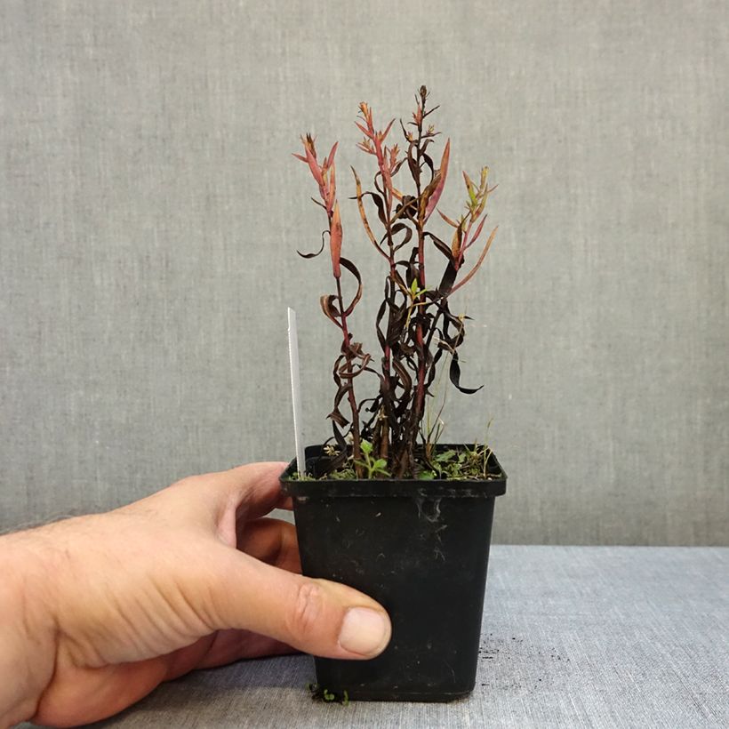 Spécimen de Aster dumosus Heinz-Richard Godet de 8/9 cm tel que livré en automne