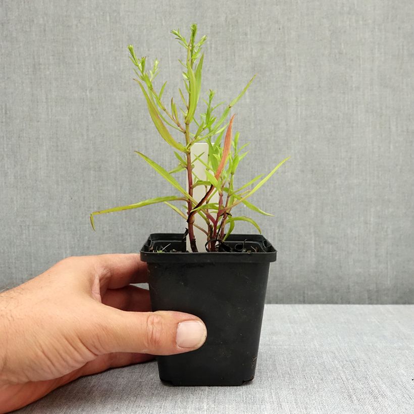 Spécimen de Aster dumosus Heinz-Richard Godet de 8/9 cm tel que livré en été