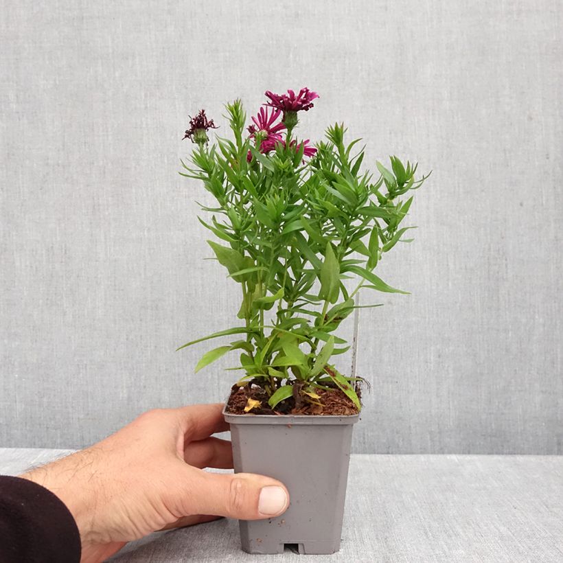Spécimen de Aster dumosus Jenny - Aster nain Godet de 8/9 cm tel que livré en automne