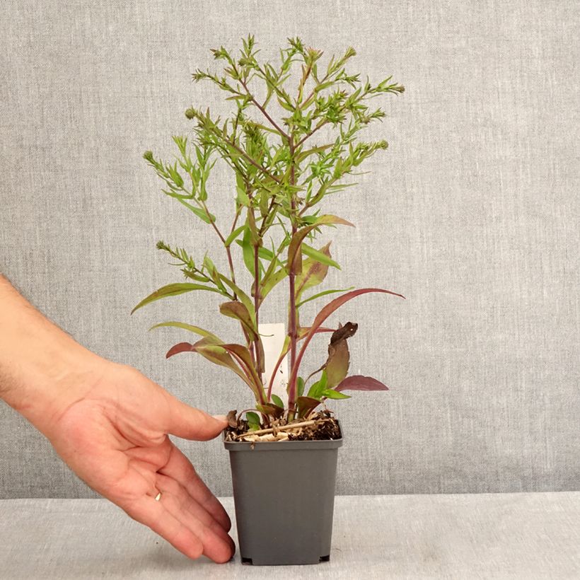 Spécimen de Aster dumosus Jenny - Aster nain Godet de 8/9 cm tel que livré en été