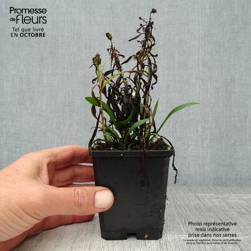 Spécimen de Aster dumosus Kristina Godet de 8/9 cm tel que livré en automne