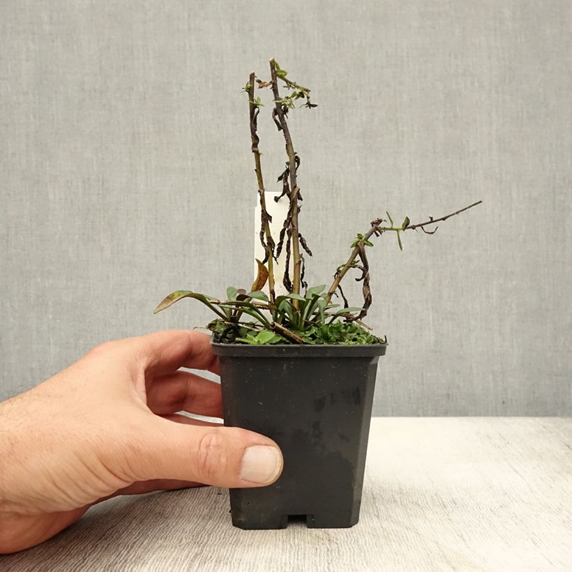 Spécimen de Aster dumosus Neron Godet de 8/9 cm tel que livré en automne