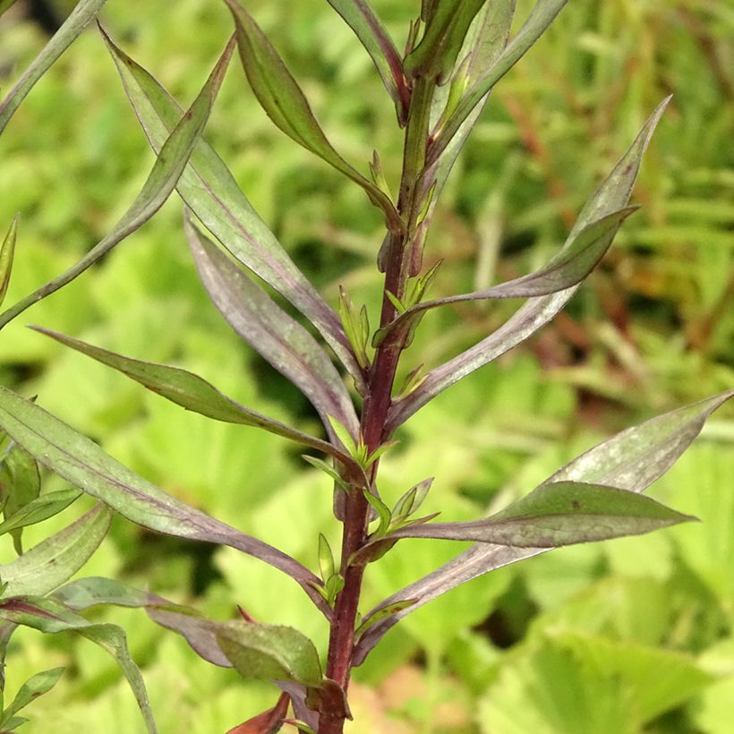 Aster dumosus Neron (Feuillage)