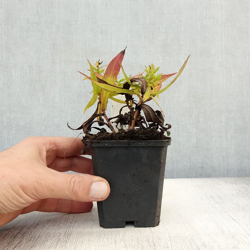 Spécimen de Aster dumosus Prof. Anton Kippenberg Godet de 8/9 cm tel que livré en automne