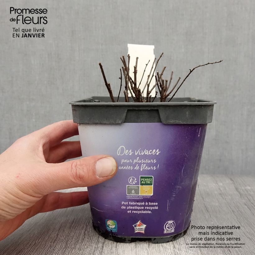 Spécimen de Aster dumosus Samoa - Aster nain d'automne Pot de 2L/3L tel que livré en hiver