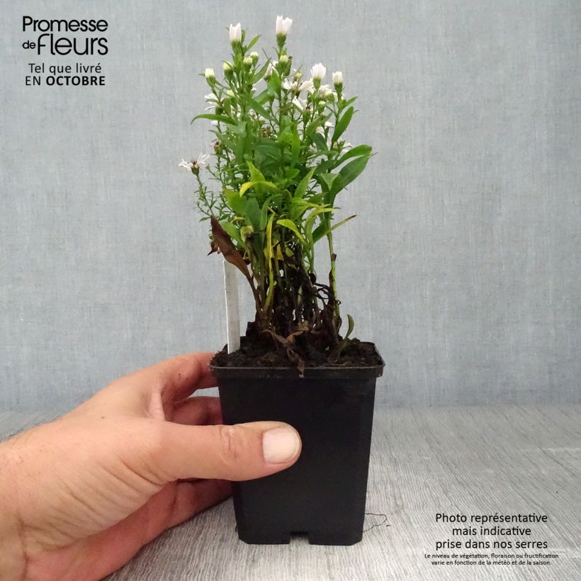 Spécimen de Aster dumosus Schneekissen - Aster nain d'automne Godet de 8/9 cm tel que livré en automne